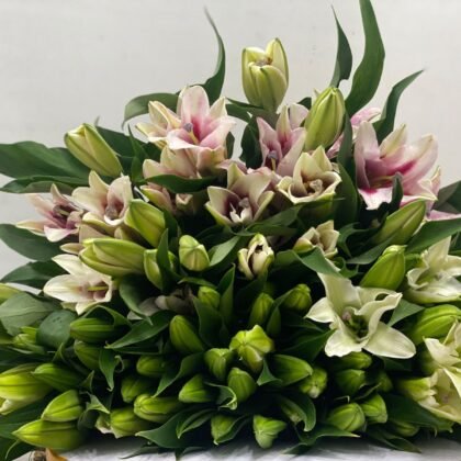Blush & Bloom Lily Bunch